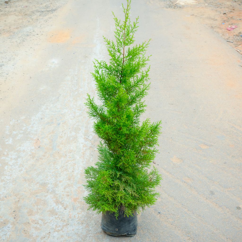 Buy Golden Cypress (~ 2 Ft) in 6 Inch Nursery Bag Online | Urvann.com Golden Cypress (~ 2 Ft) in 6 Inch Nursery Bag
