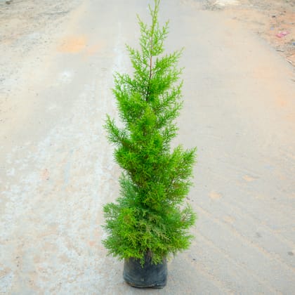 Buy Golden Cypress (~ 2 Ft) in 6 Inch Nursery Bag Online | Urvann.com