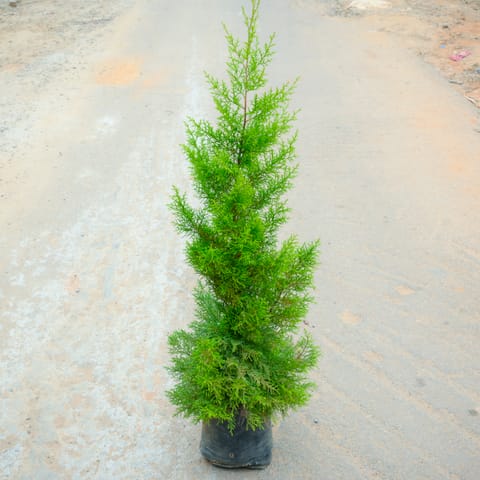 Golden Cypress (~ 2 Ft) in 8 Inch Nursery Bag