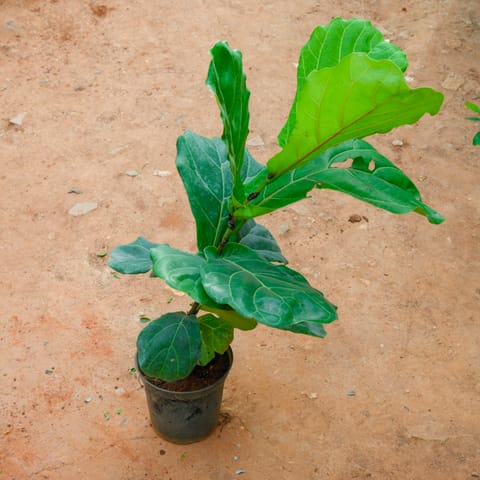 Fiddle Leaf Fig / Ficus Lyrata (~ 1 Ft) in 6 Inch Nursery Pot