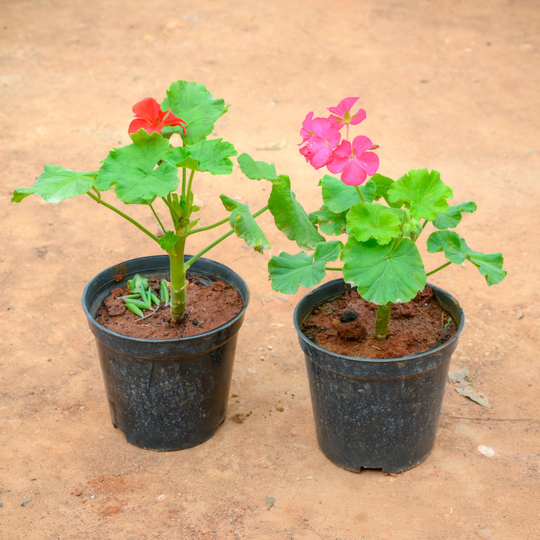 Set Of 2 - Geranium (Red & Pink) in 5 Inch Nursery Pot