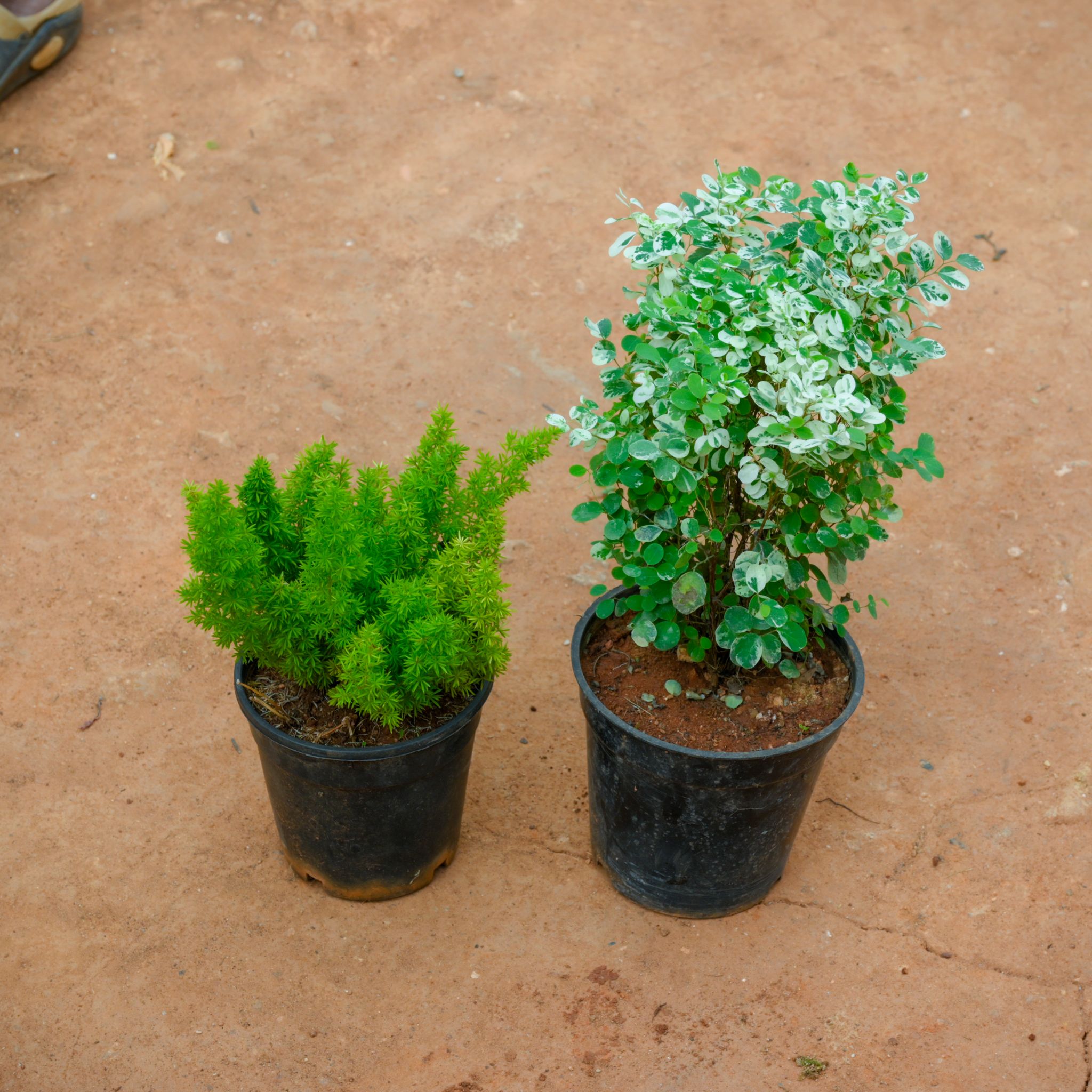 Set Of 2 - Asparagus Mary & Aralia Snow Bush in 5 Inch Nursery Pot