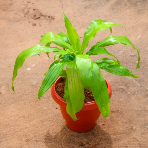 Dracaena Golden in 8 Inch Terracotta Red Classy Plastic Pot