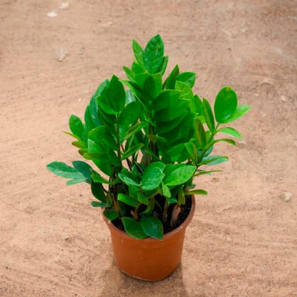 Buy Zz Green in 5 Inch Nursery Pot Online | Urvann.com