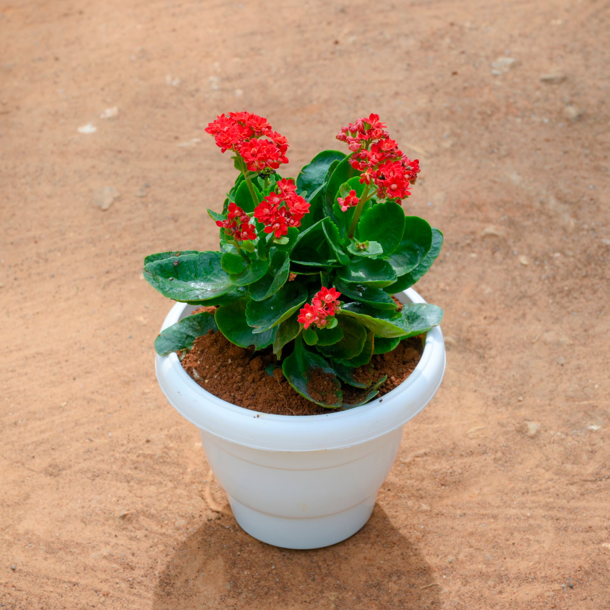 Kalanchoe Red in 8 Inch White Classy Plastic Pot