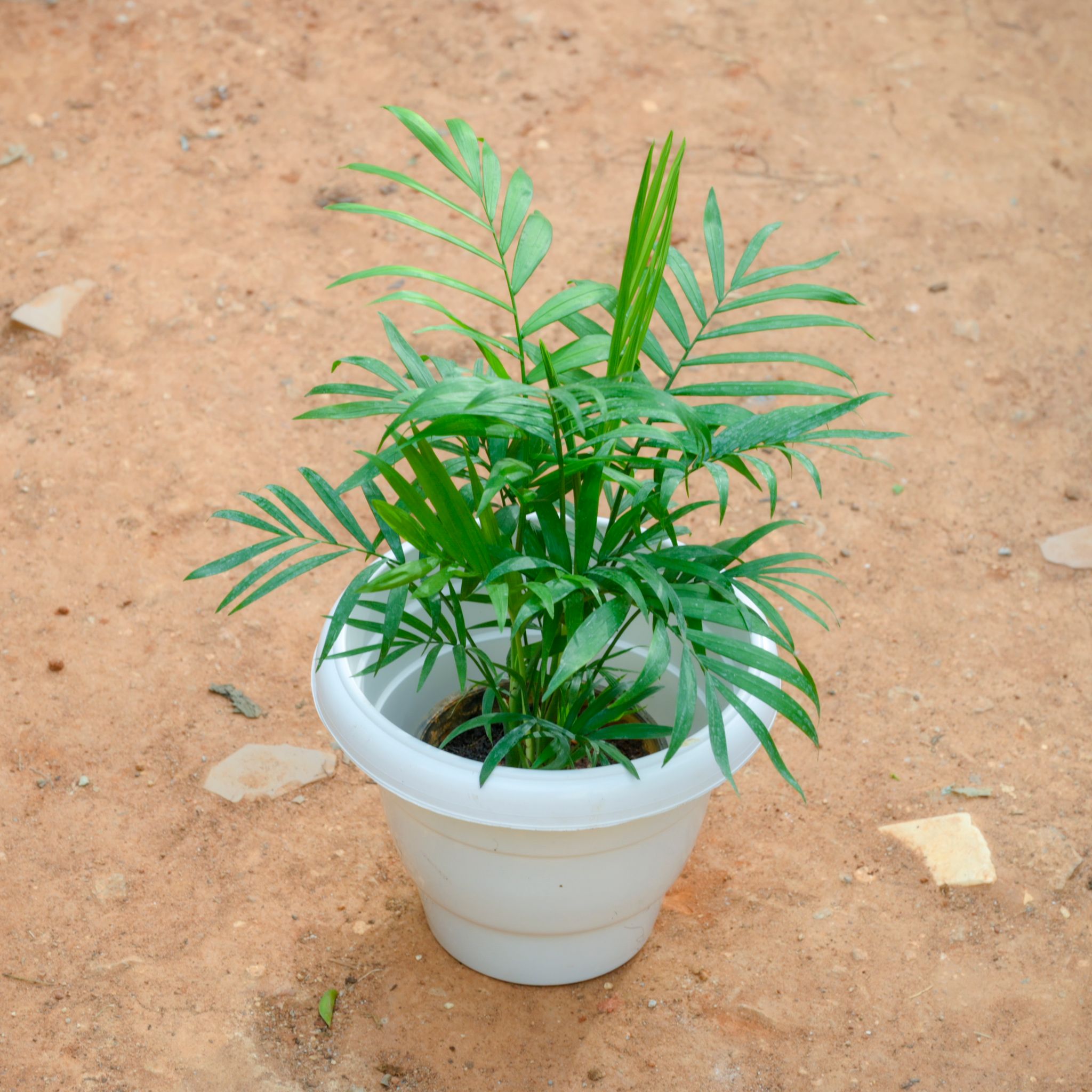 Chamaedorea Palm in 8 Inch White Classy Plastic Pot