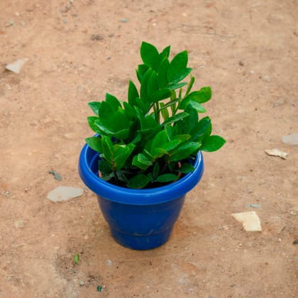 Buy Zz Green in 8 Inch Blue Classy Plastic Pot Online | Urvann.com