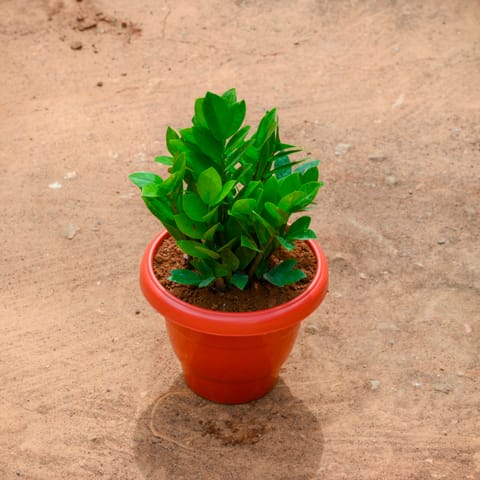 Zz Green in 10 Inch Terracotta Red Classy Plastic Pot
