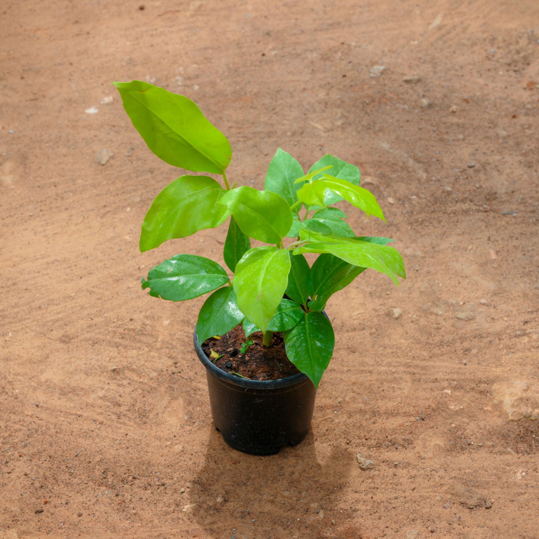 Schefflera Brassia in 6 Inch Nursery Pot