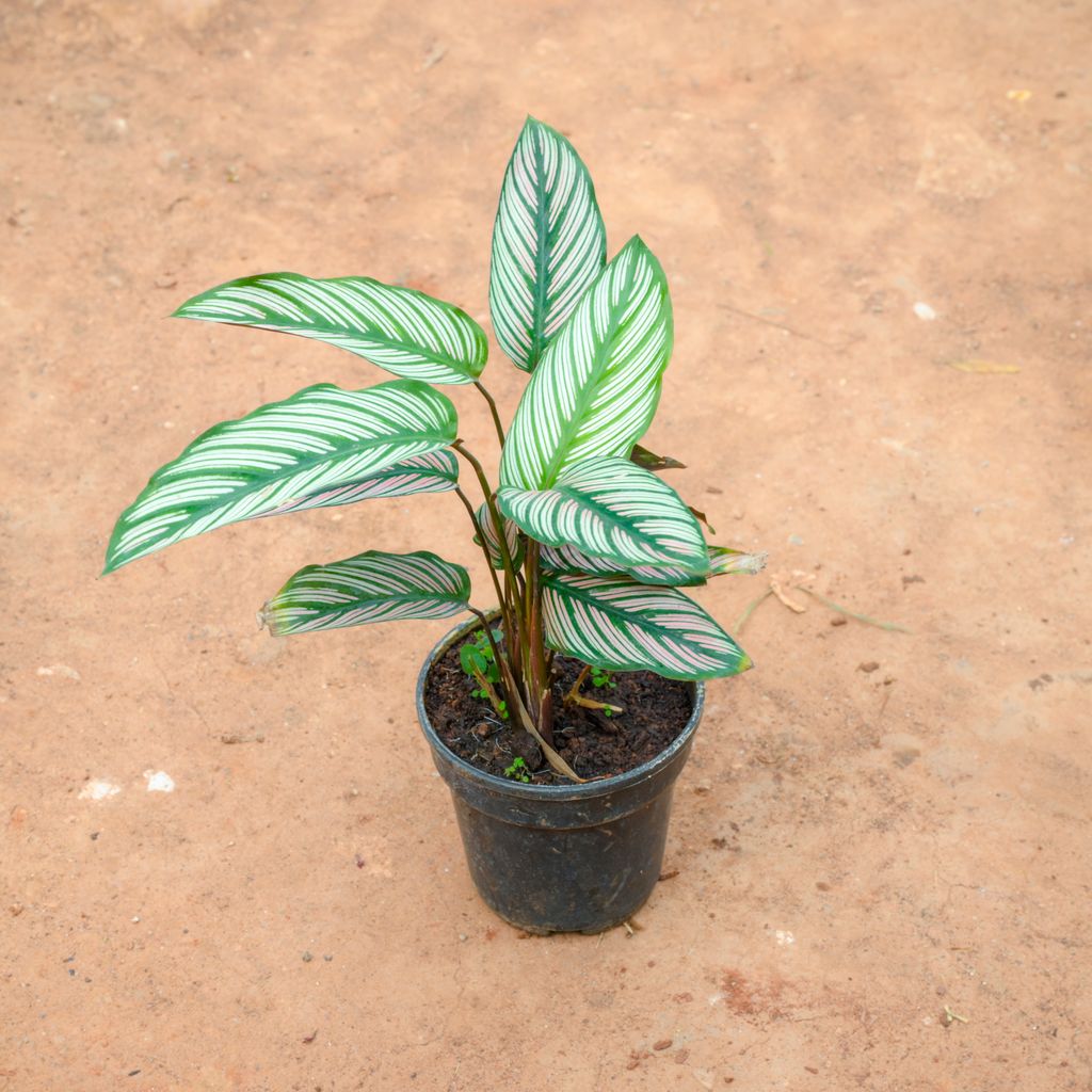 Buy Calathea Ornata in 5 Inch Nursery Pot Online | Urvann.com Calathea Ornata in 5 Inch Nursery Pot