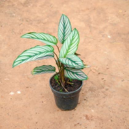 Buy Calathea Ornata in 5 Inch Nursery Pot Online | Urvann.com