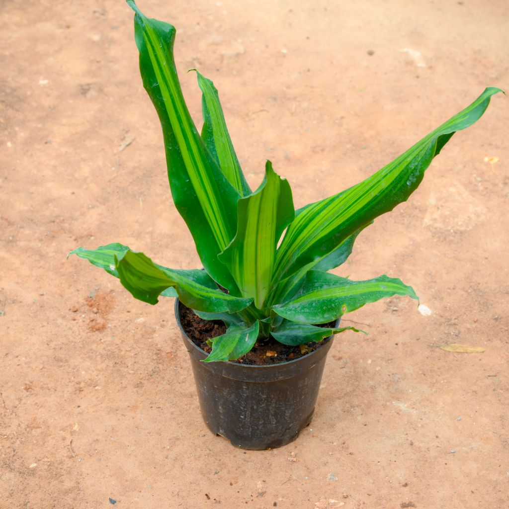 Buy Dracaena Fragrans in 6 Inch Nursery Pot Online | Urvann.com Dracaena Fragrans in 6 Inch Nursery Pot