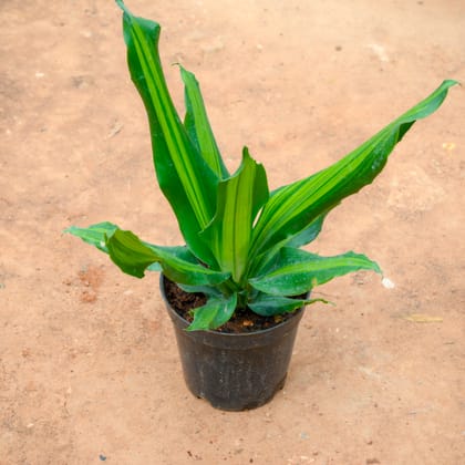 Buy Dracaena Fragrans in 6 Inch Nursery Pot Online | Urvann.com