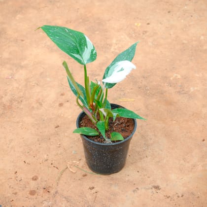 Buy Philodendron White Princess in 4 Inch Nursery Pot Online | Urvann.com