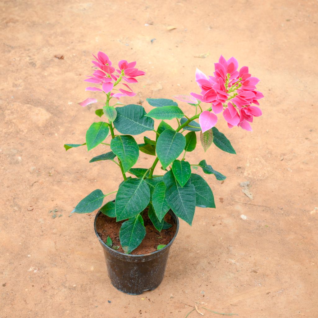 Buy Poinsettia / Christmas Flower Pink in 6 Inch Nursery Pot Online | Urvann.com Poinsettia / Christmas Flower Pink in 6 Inch Nursery Pot