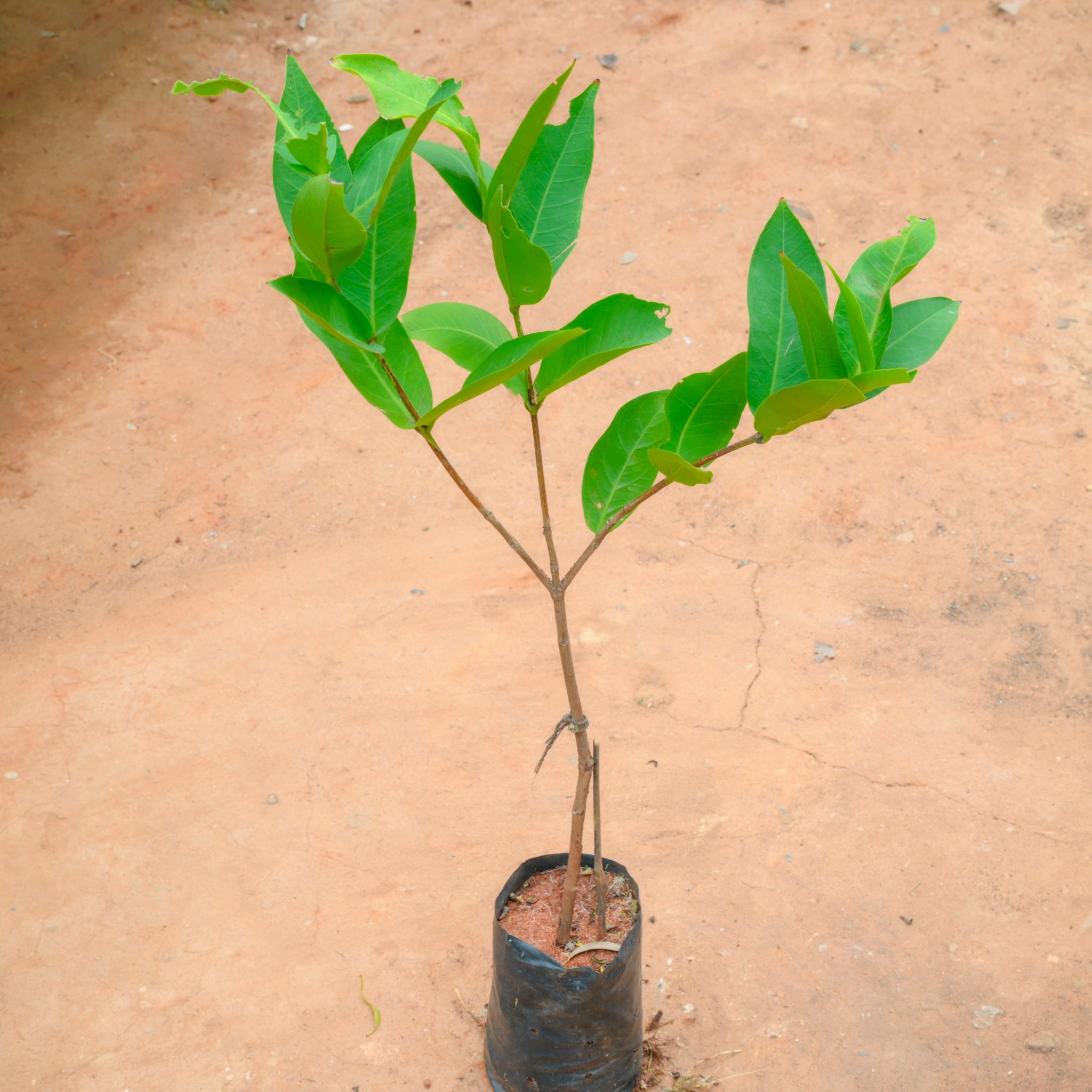Water Apple (~ 2 Ft) in 6 Inch Nursery Bag