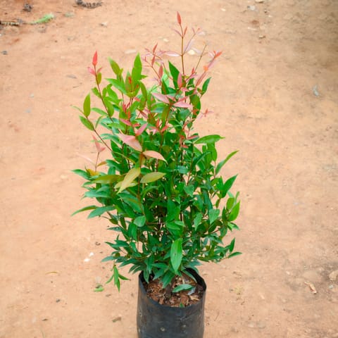 Eugenia Plant (~ 3 Ft) in 8 Inch Nursery Bag