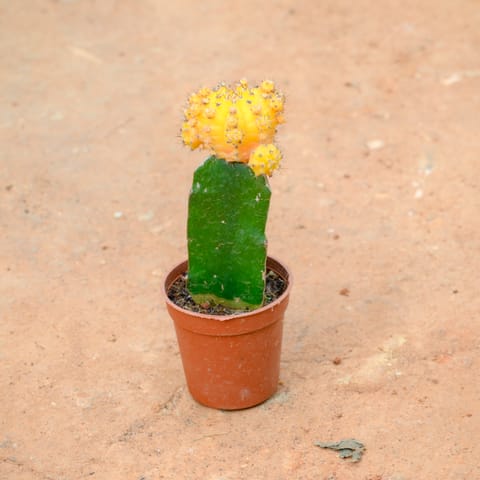 Moon Cactus Yellow in 3 Inch Nursery Pot