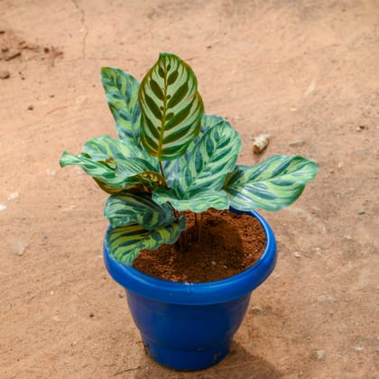 Buy Calathea Makoyana  in 8 Inch Blue Classy Plastic Pot Online | Urvann.com