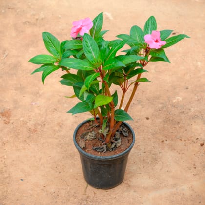 Buy Impatiens Balsamina (Any Colour) in 5 Inch Nursery Pot Online | Urvann.com
