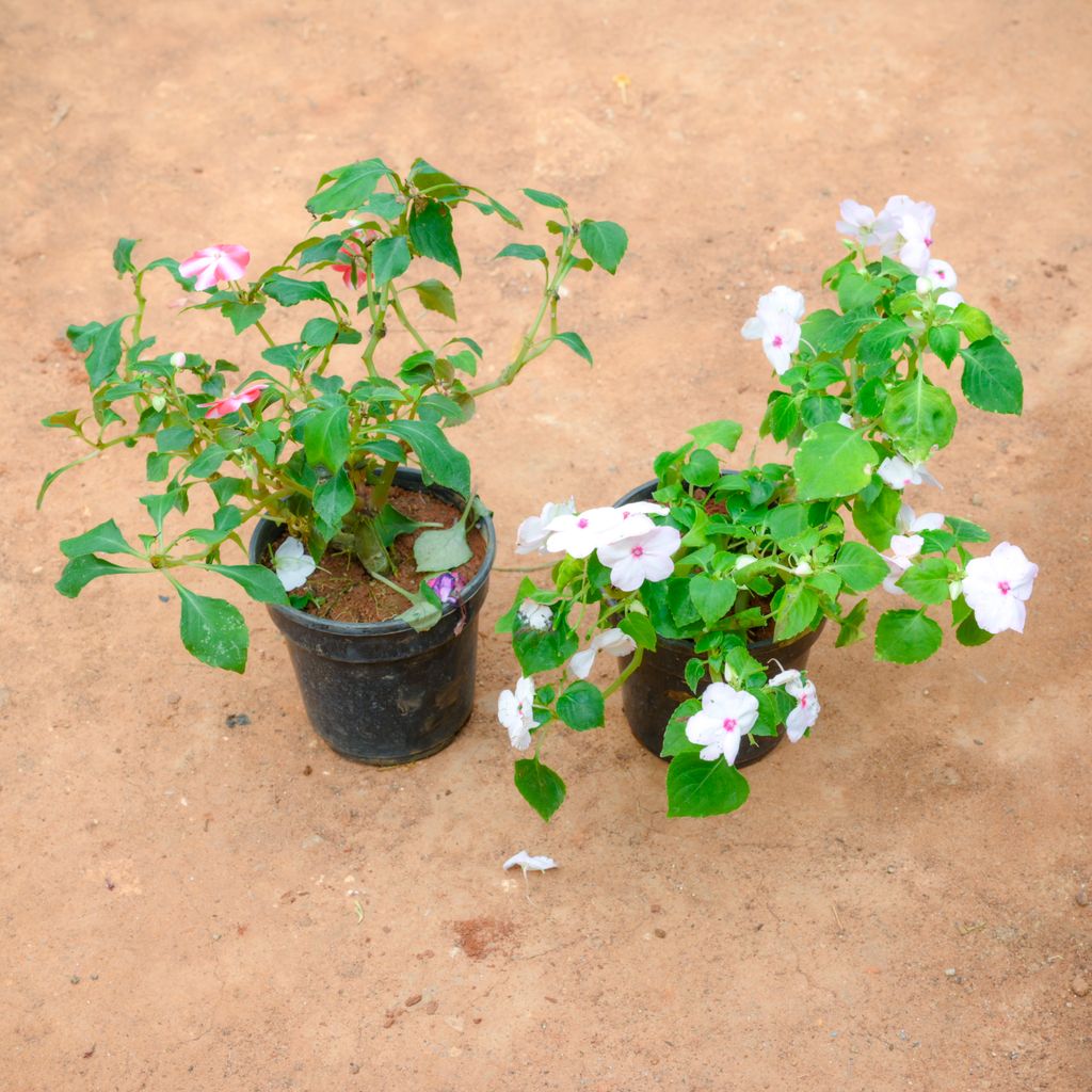 Buy Set Of 2 - Impatiens Balsamina (Any Colour) in 4 Inch Nursery Pot Online | Urvann.com Set Of 2 - Impatiens Balsamina (Any Colour) in 4 Inch Nursery Pot