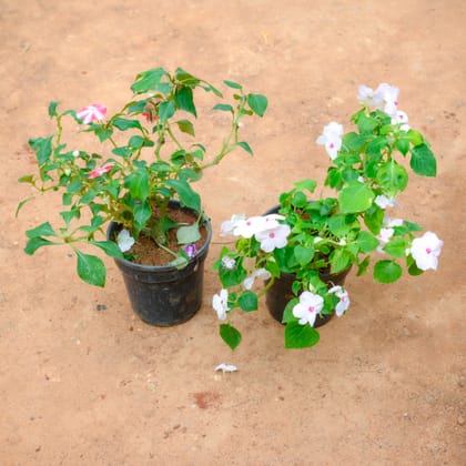 Buy Set Of 2 - Impatiens Balsamina (Any Colour) in 4 Inch Nursery Pot Online | Urvann.com