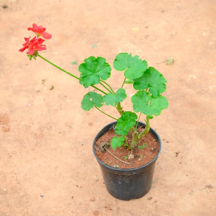 Buy Geranium Red in 5 Inch Nursery Bag Online | Urvann.com