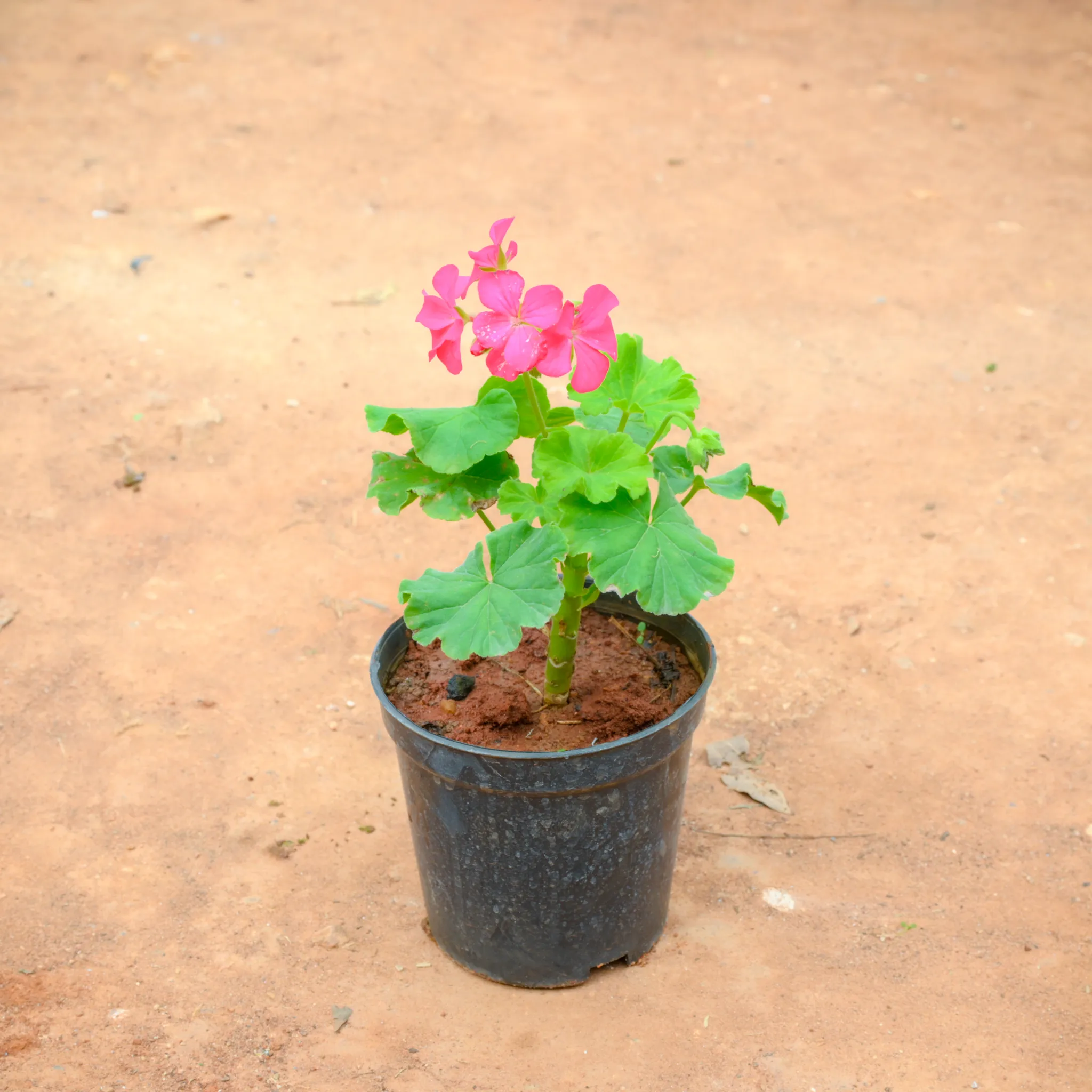 Geranium Pink in 5 Inch Nursery Pot