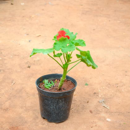 Buy Geranium Red in 5 Inch Nursery Pot Online | Urvann.com