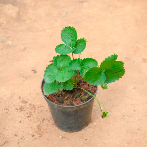 Strawberry Plant in 5 Inch Nursery Pot