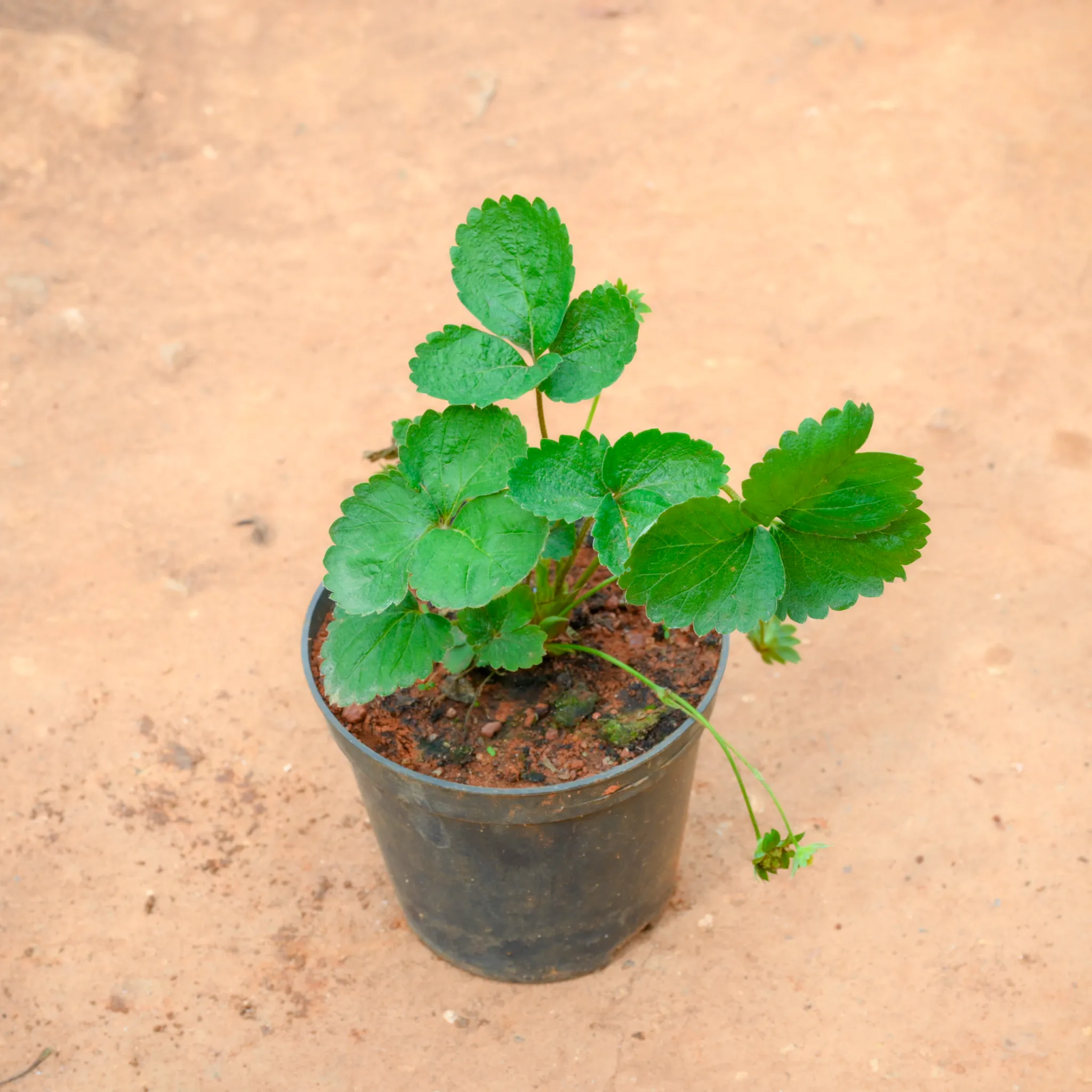 Strawberry Plant in 5 Inch Nursery Pot