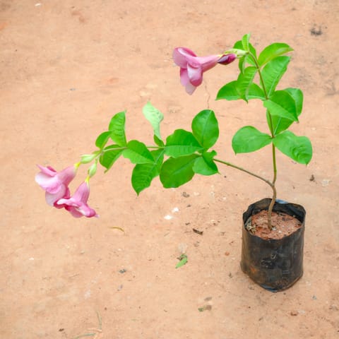 Allamanda Creeper in 4 Inch Nursery Bag
