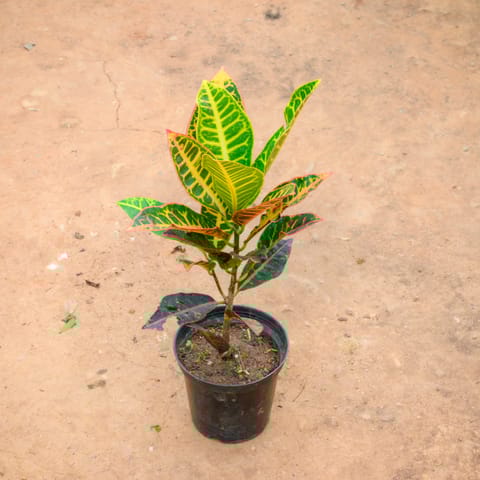 Croton Petra in 6 Inch Nursery Pot