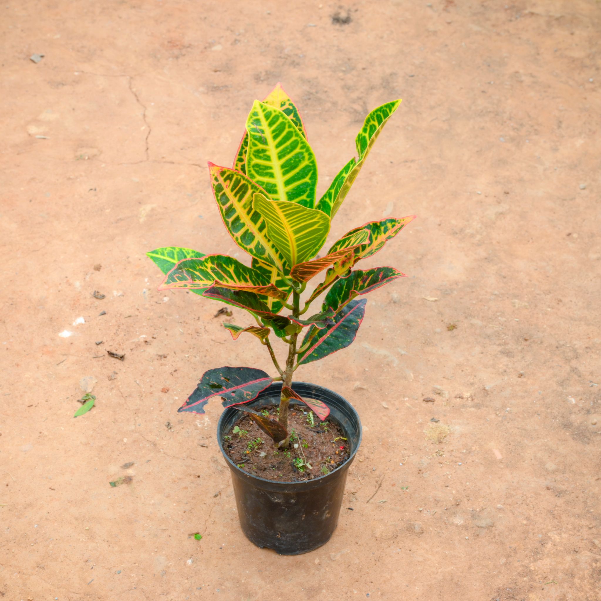 Croton Petra in 6 Inch Nursery Pot