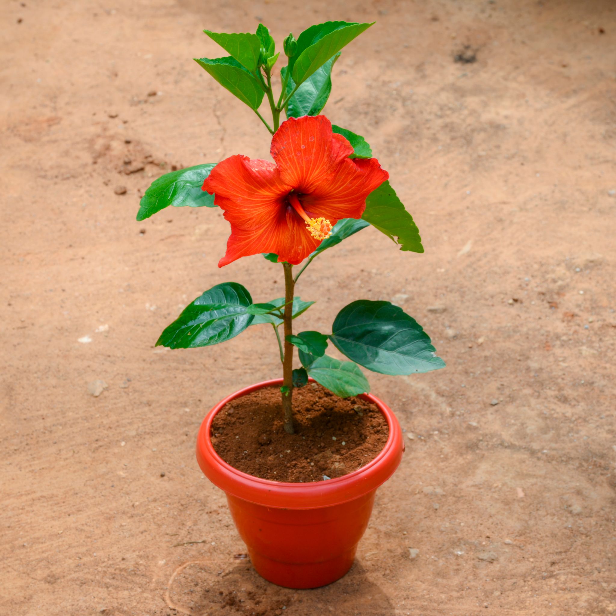 Hibiscus / Gudhal Red in 10 Inch Terracotta Red Classy Plastic Pot