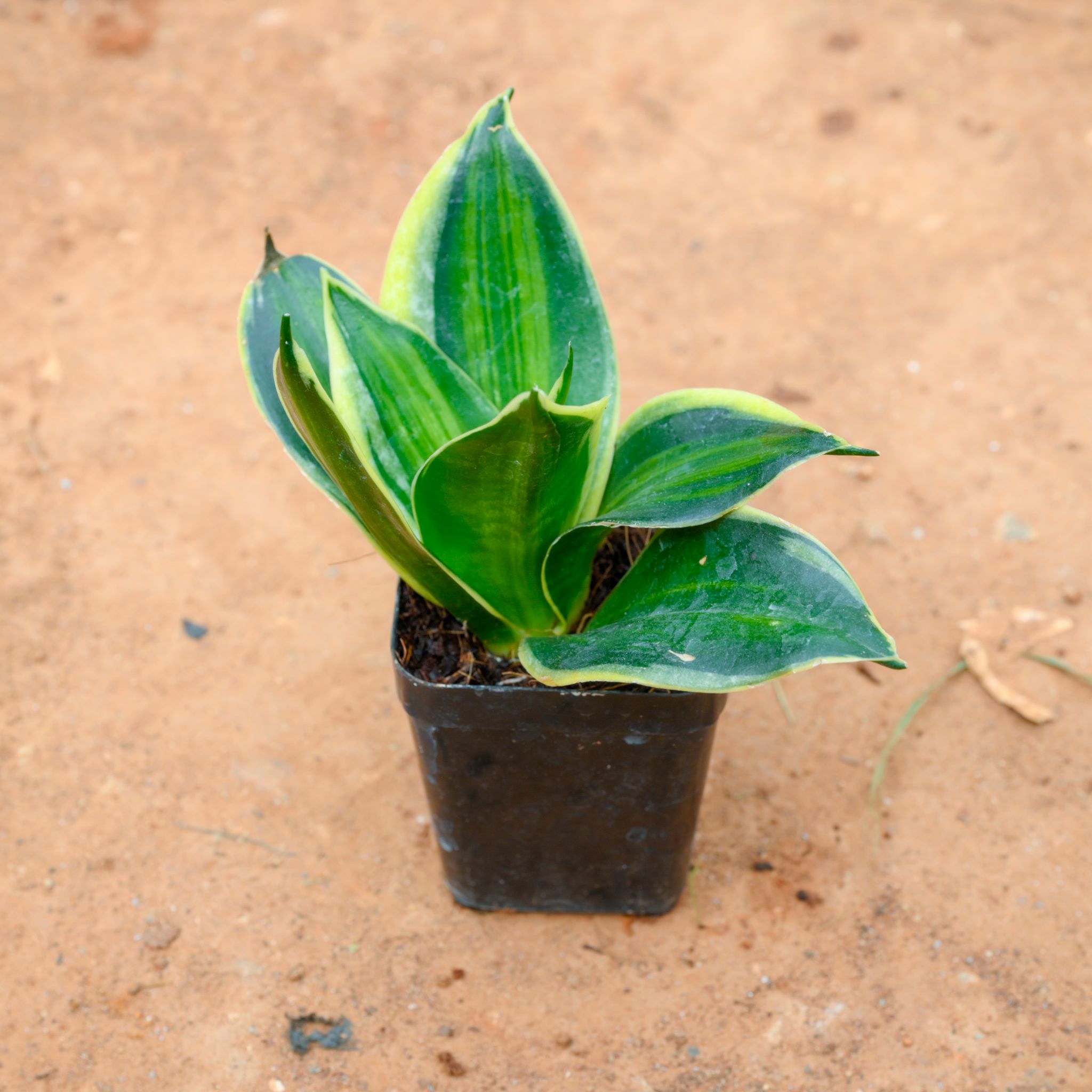 Snake Plant Dwarf in 4 Inch Nursery Pot