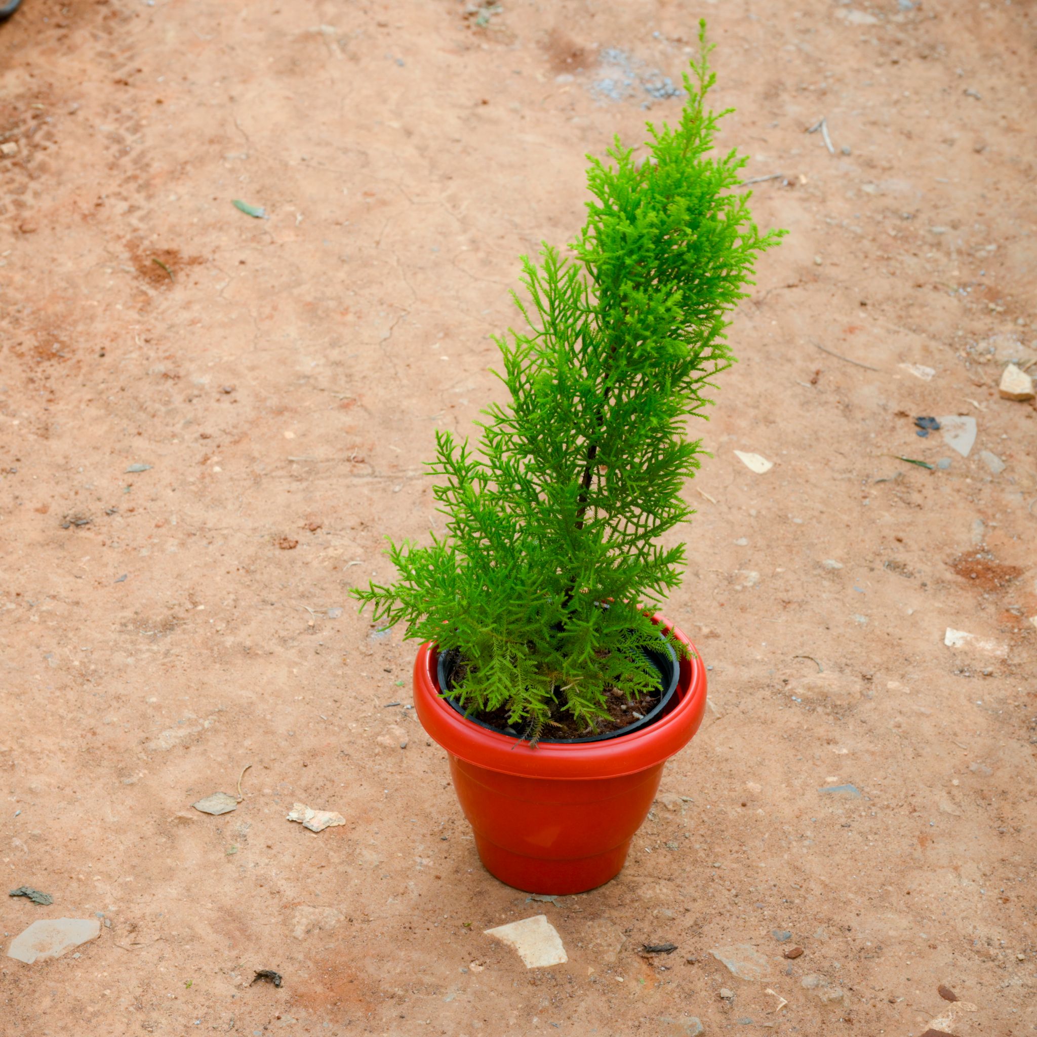 Golden Cypress in 8 Inch Terracotta Red Classy Plastic Pot
