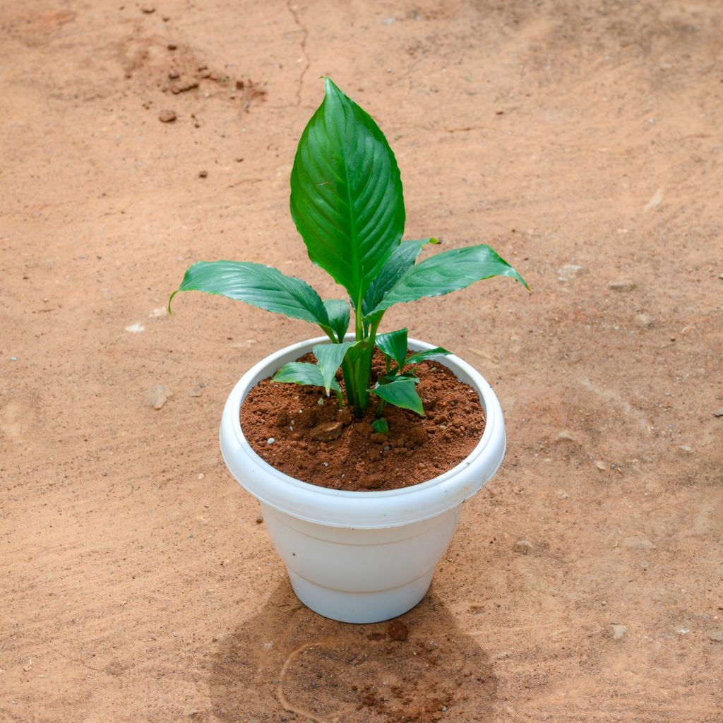 Buy Peace Lily in 8 Inch White Classy Plastic Pot Online | Urvann.com Peace Lily in 8 Inch White Classy Plastic Pot