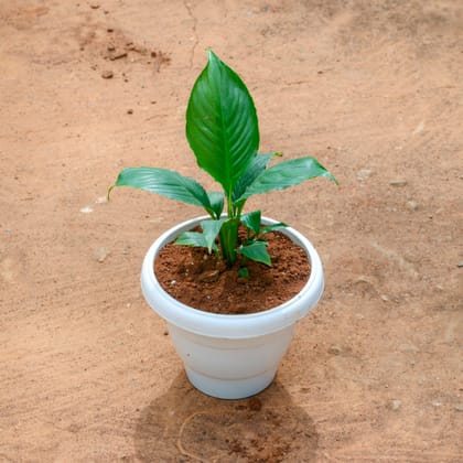 Buy Peace Lily in 8 Inch White Classy Plastic Pot Online | Urvann.com