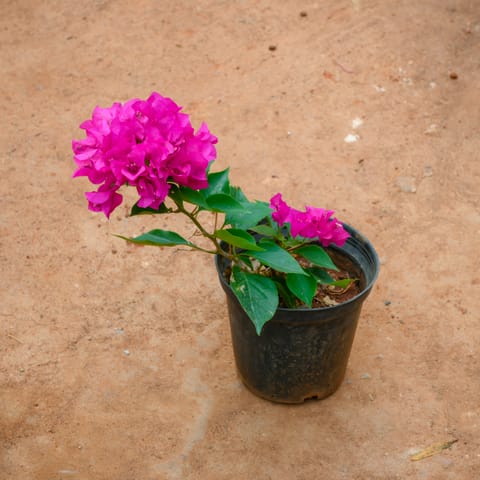 Bougainvillea Pink in 6 Inch Nursery Pot