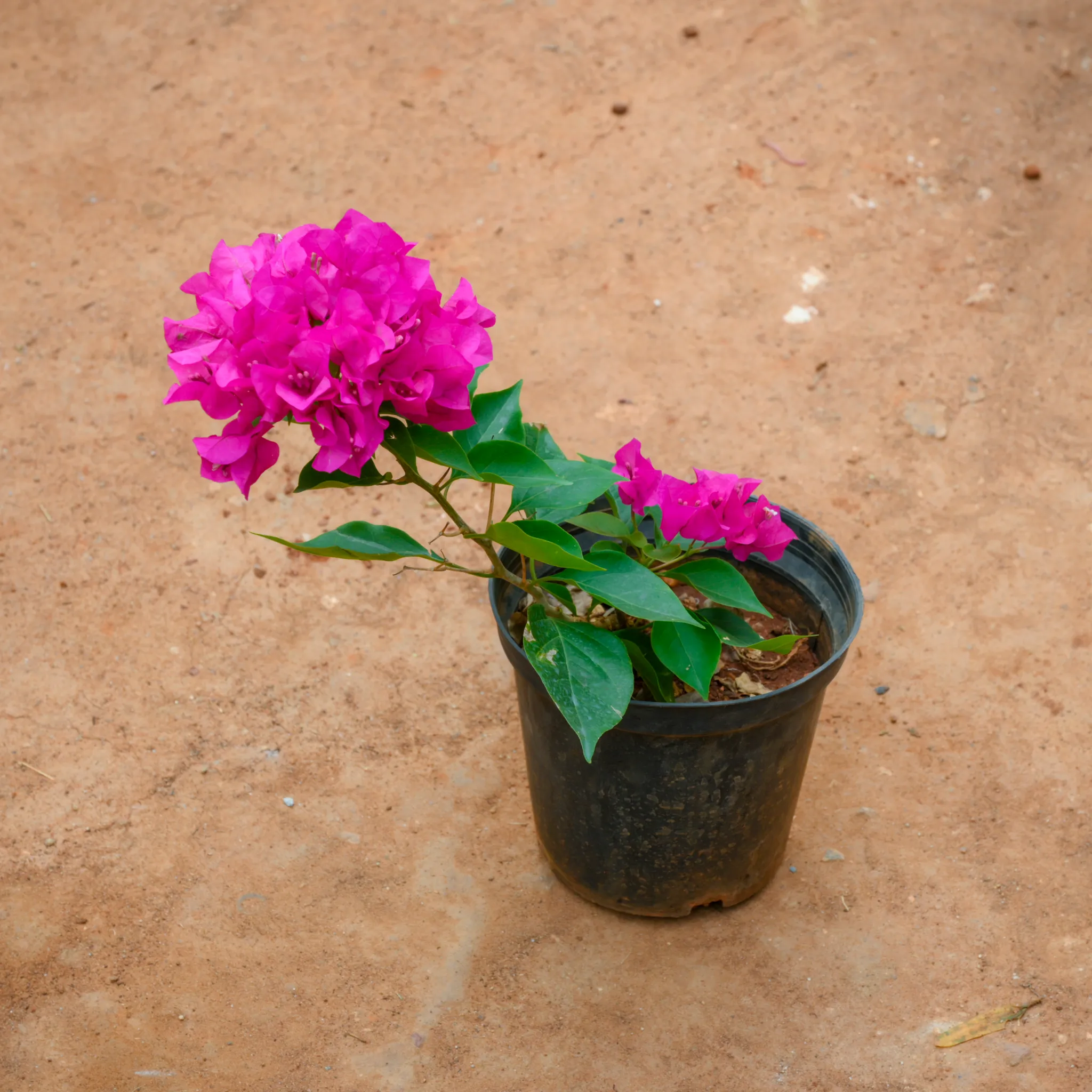 Bougainvillea Pink in 6 Inch Nursery Pot