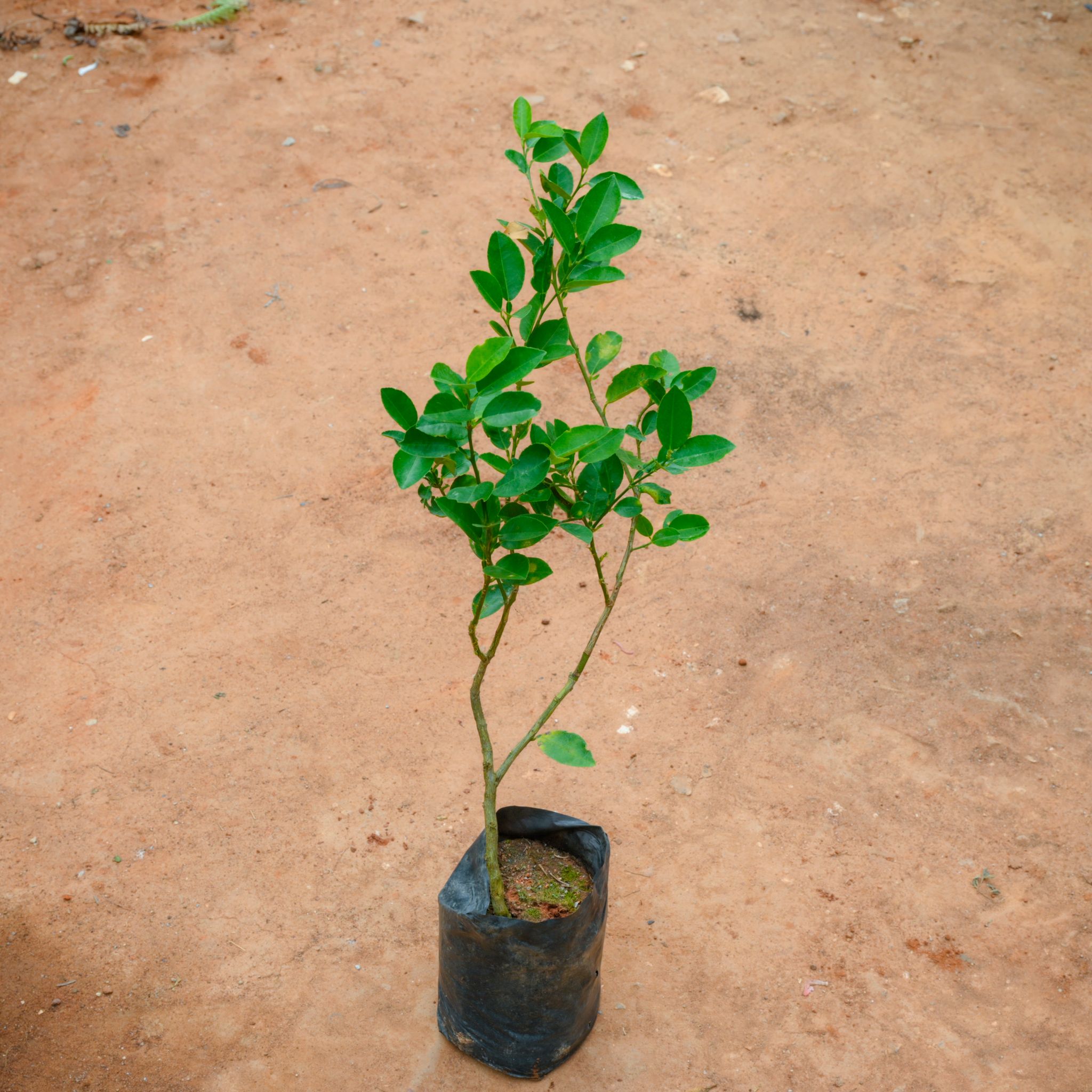 Nimboo / Lemon Plant (~ 1 Ft) in 5 Inch Nursery Bag