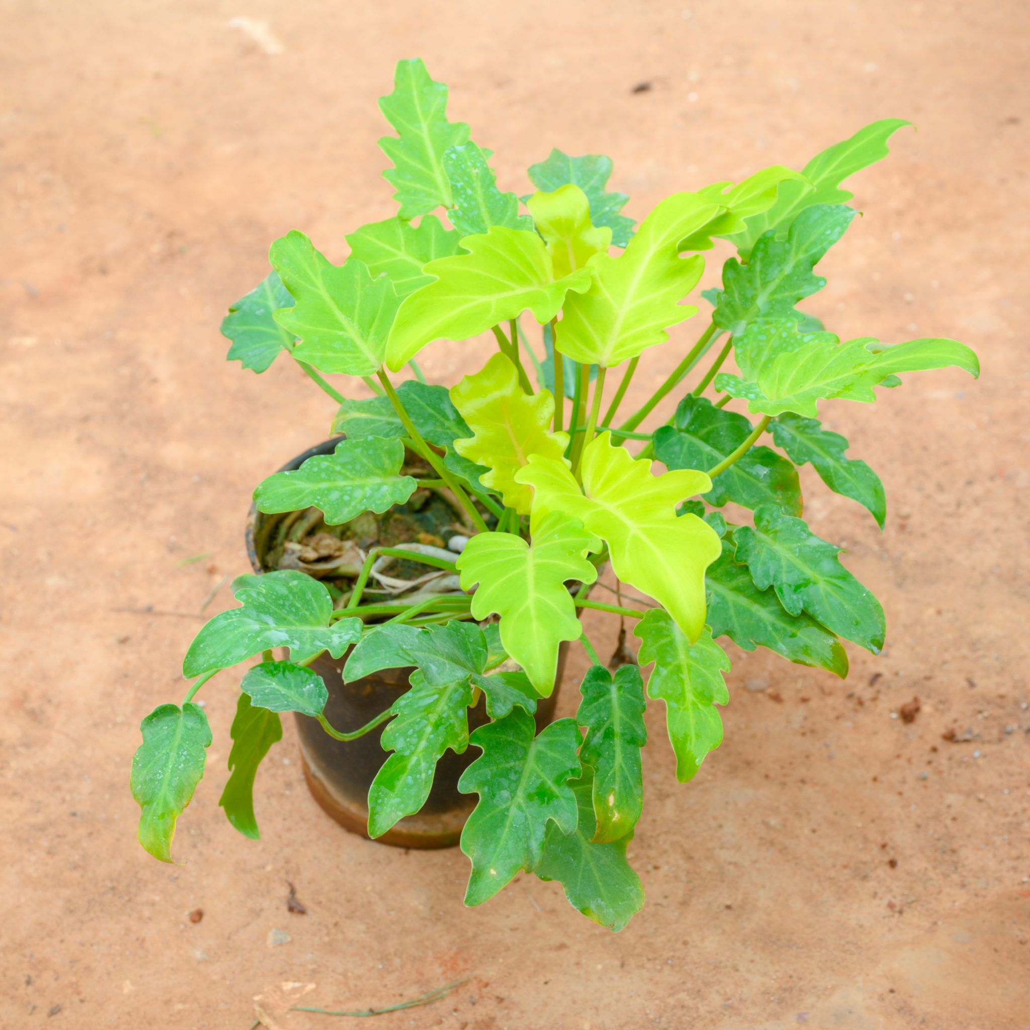 Xanadu Yellow in 5 Inch Nursery Pot