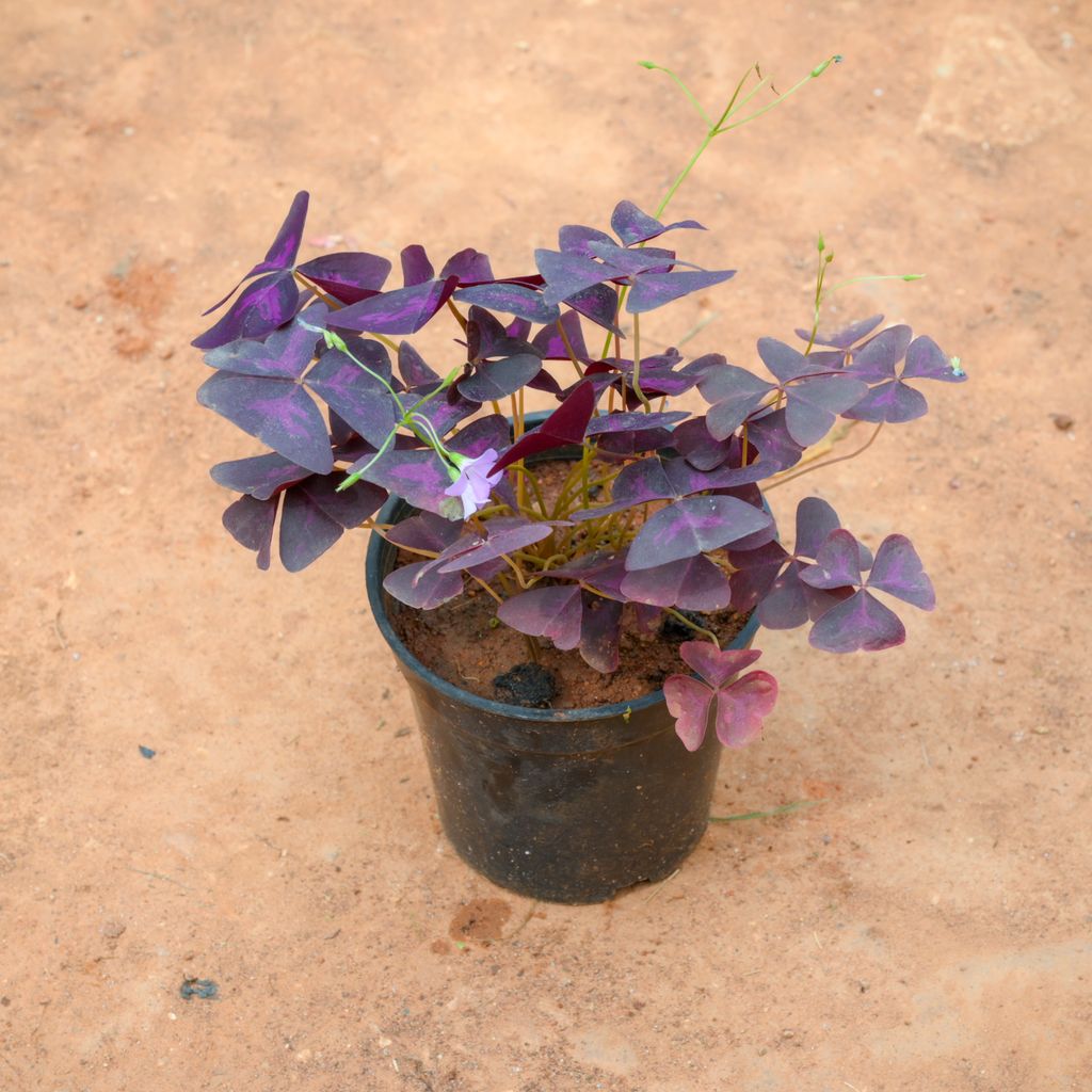 Buy Oxalis Triangularis in 4 Inch Nursery Pot Online | Urvann.com Oxalis Triangularis in 4 Inch Nursery Pot