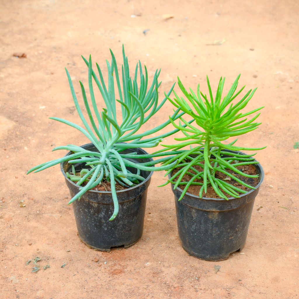 Buy Set Of 2 - Sedum Mermaid Tail Succulent (Green & Yellow) in 4 Inch Nursery Pot Online | Urvann.com Set Of 2 - Sedum Mermaid Tail Succulent (Green & Yellow) in 4 Inch Nursery Pot