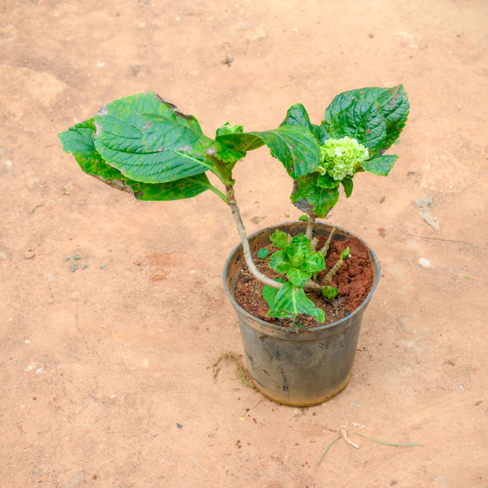 Hydrangea (Any Colour) in 6 Inch Nursery Pot