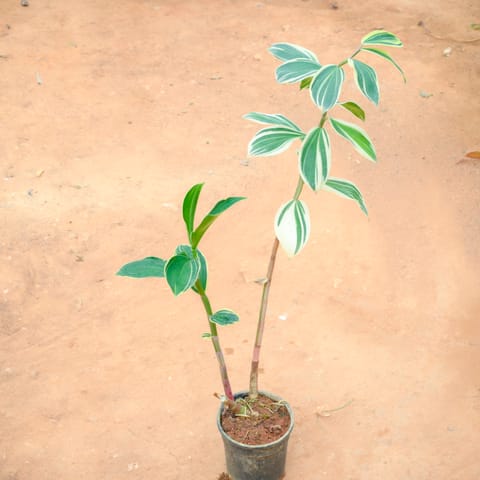 Costus Variegated in 5 Inch Live Plant Nursery Pot