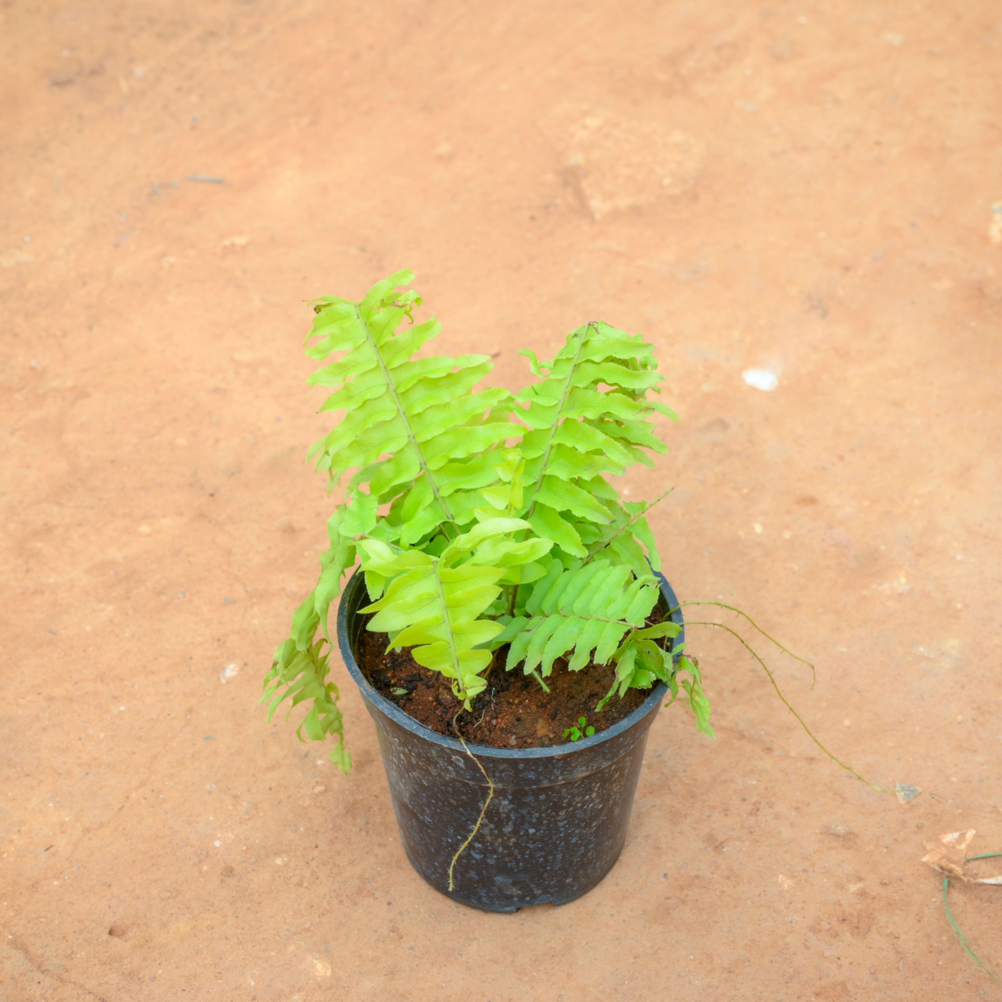 Fern Golden in 4 Inch Nursery Pot