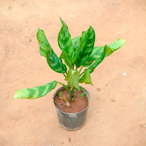Aglaonema Jungle Parrot in 5 Inch Nursery Pot