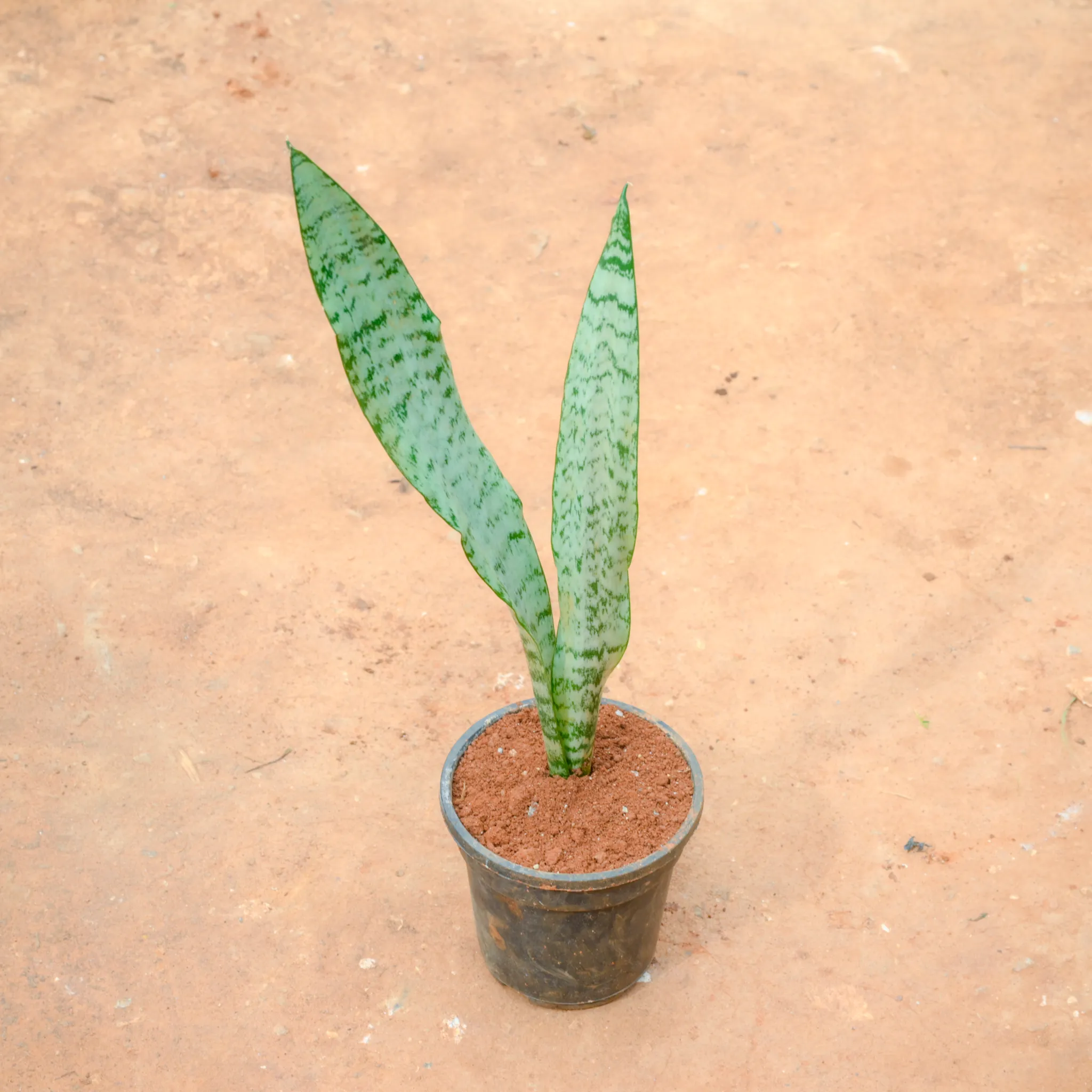 Snake Green Long (~ 2 Ft) in 5 Inch Nursery Pot